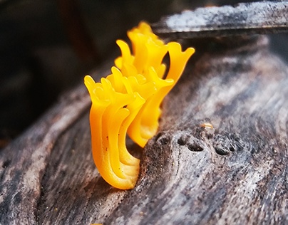 fungus mushroom