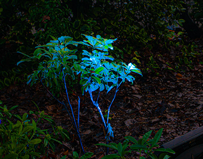 blue light flower