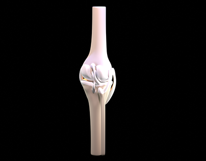 Knee 3D Model and Animation