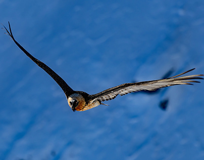 Bearded vulture, the absolute king of the Swiss Alps