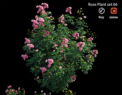 Rose plant set 66