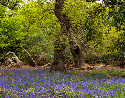 10th May - Ancient Woodland and Mental Health