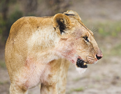 Masai Mara /Part 2/Lions