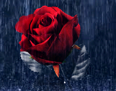Rose & rain