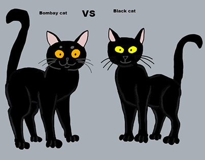 Bombay Cat VS Black Cat