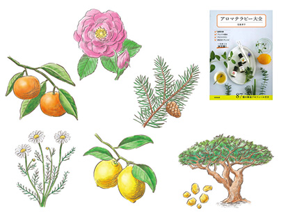 Illustrations for a book about aromatherapy