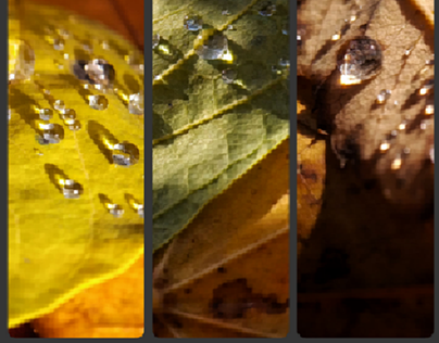 Leaves & Drops