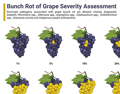 Wine quality and bunch rot of grape assessment