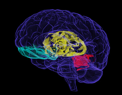 3D Brain Cover photo