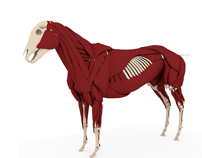 3D horse anatomical model