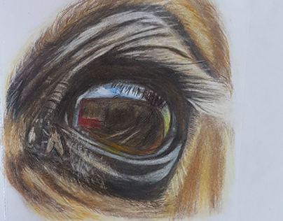 Horse's eye animal study in colour pencil