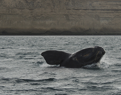 Whales of Chubut
