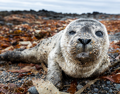 Memorable Encounter With a Seal Pup