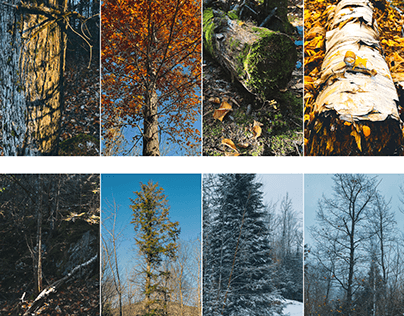 Tree Photography Series