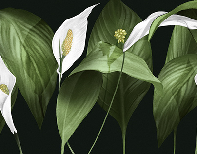 Peace Lily Illustration