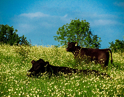 Cows In The Afternoon