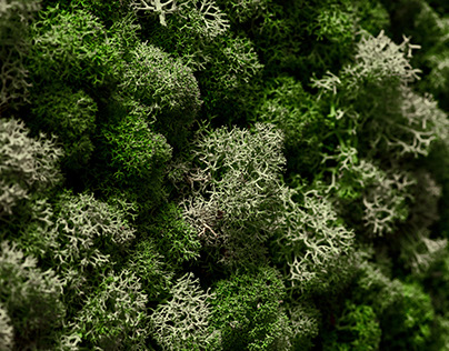 Reindeer lichen closeup.Moss texture