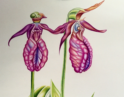 "Lady Slippers" finished
