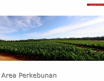Industrial Photography | Palm Oil Plantation