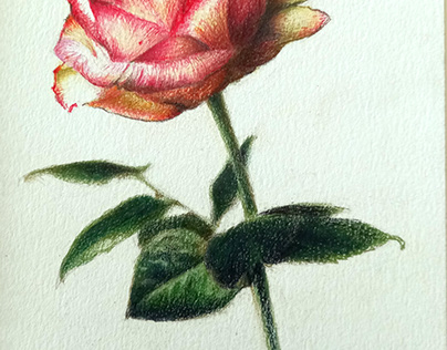 Una rosa è una rosa è una rosa. Gertrude Stein.