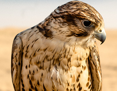 UAE National Falcon