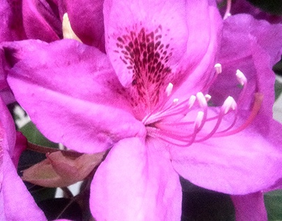 ♥ Rhododendron ♥