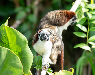The Wild Monkeys of Panama