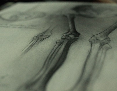 Estudios anatómicos/ Anatomical studies