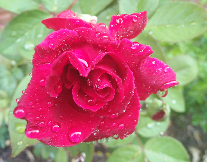 rose in the rain