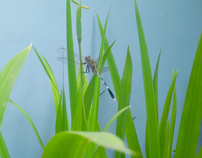 Nature ~ Dragonfly on the Grass