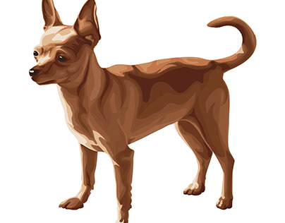 Chihuahua dog color illustration