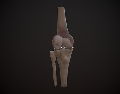 Project thumbnail - Knee bone