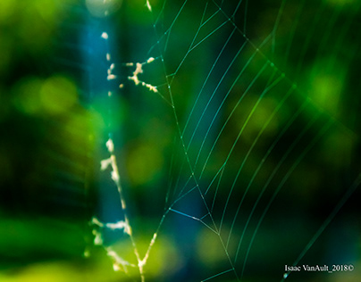 Spider Webs!