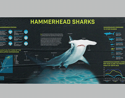 Hammerhead Shark Visual Taxonomy