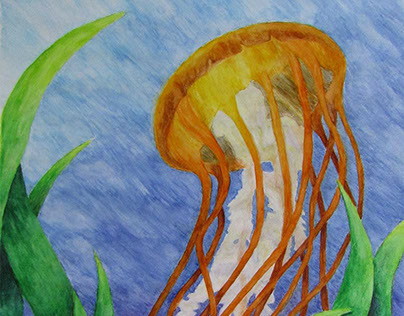 Pacific Sea Nettle Jellyfish