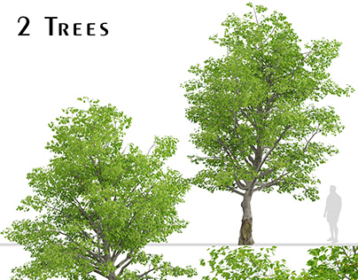 American Beech Tree (Fagus grandifolia) (2 Trees)