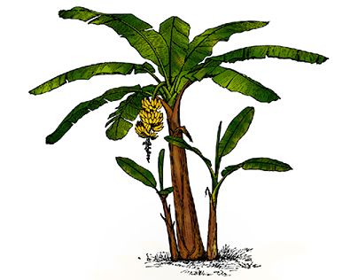 Banana Plant illustration