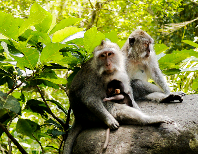 lil'family in monkey forest