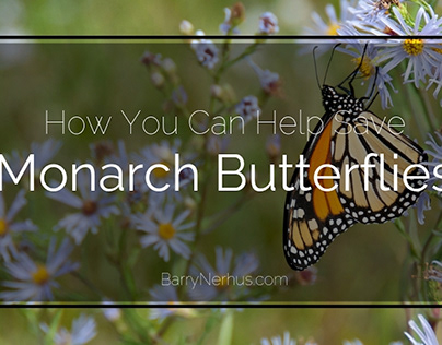 How You Can Help Save Monarch Butterflies