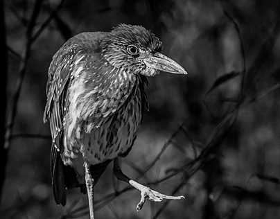A Shy little Yellow-Crowned Night Heron