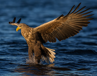 Sea Eagle Collection 18
