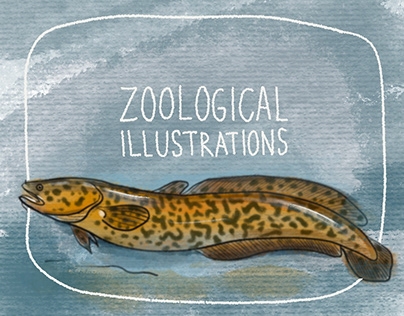 Zoological illustrations
