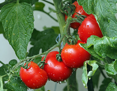 Top-Ratschläge für den Anbau von Tomaten | Holle Böhm