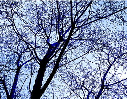 Twigs and Sky - Blue Series