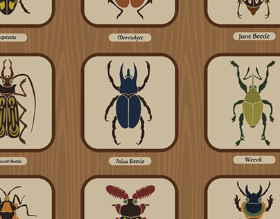Beetles Order Coleoptera lcon