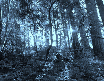 Project thumbnail - Multi Dimensional Forest in Blue