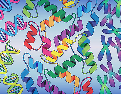D.N.A., Proteins and Chromosomes