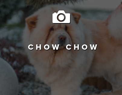 Chow chow Hunde