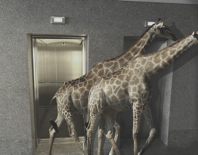 Giraffes Walking out of an Elevator
