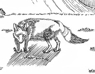 Ilustración de animales / Animals illustrations